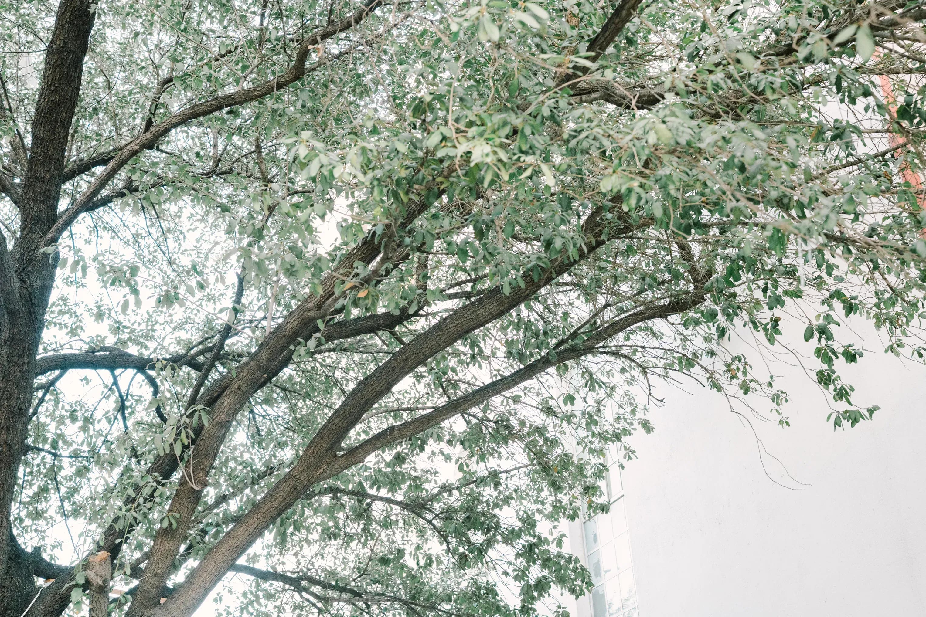 Ramas de árbol frondoso con hojas verdes contra cielo blanco en exterior