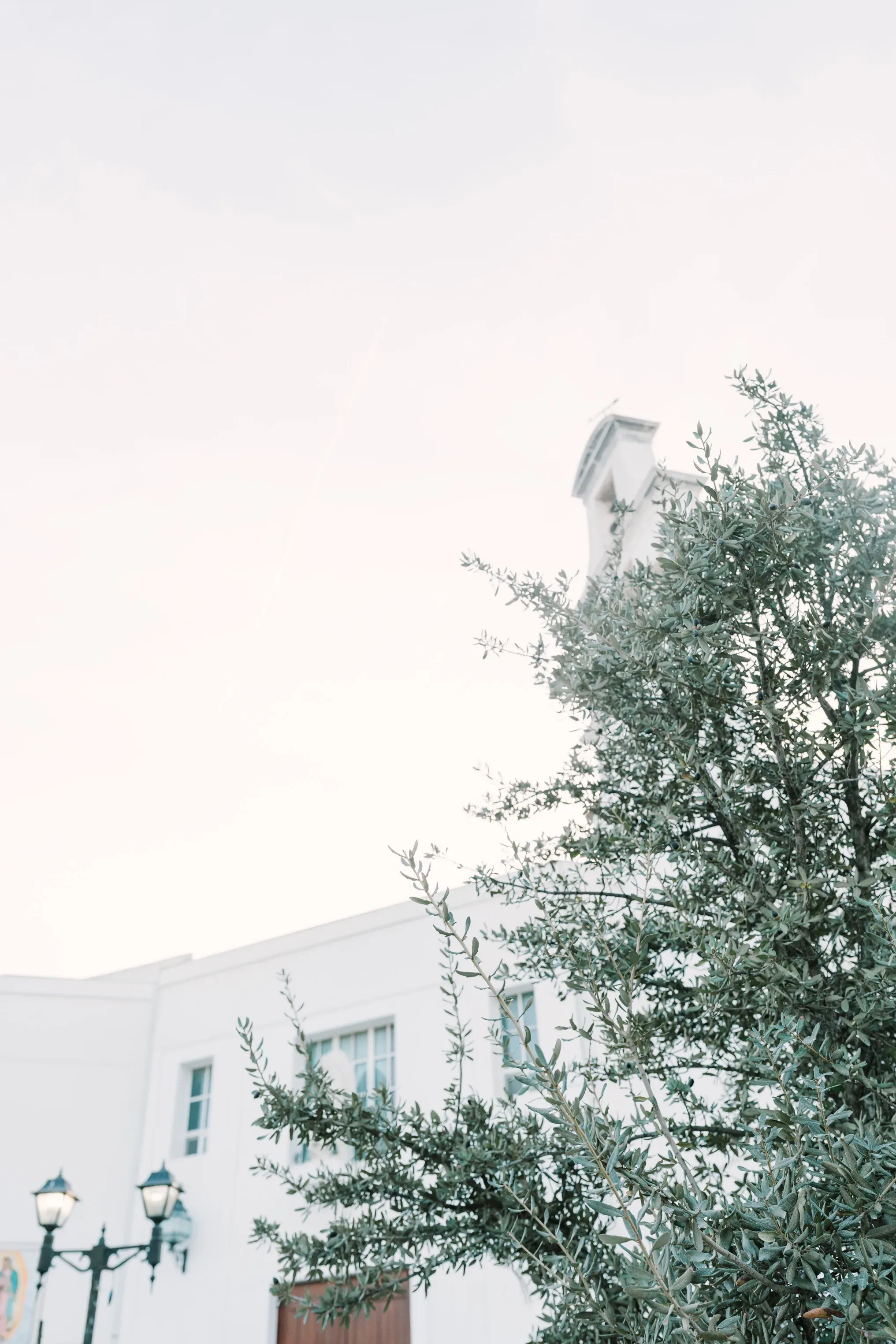 Árbol de hojas verdes plateadas frente a edificio blanco con farol y cielo despejado